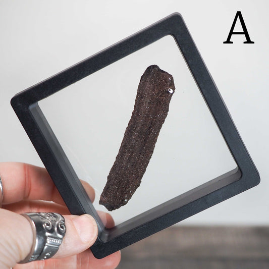 Permineralized Sparkling Fossil Wood from Germany in Floating Displays (A-D) - You choose!