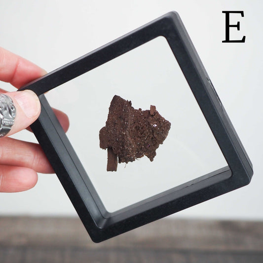 Permineralized Sparkling Fossil Wood from Germany in Floating Displays (E-H) - You choose!