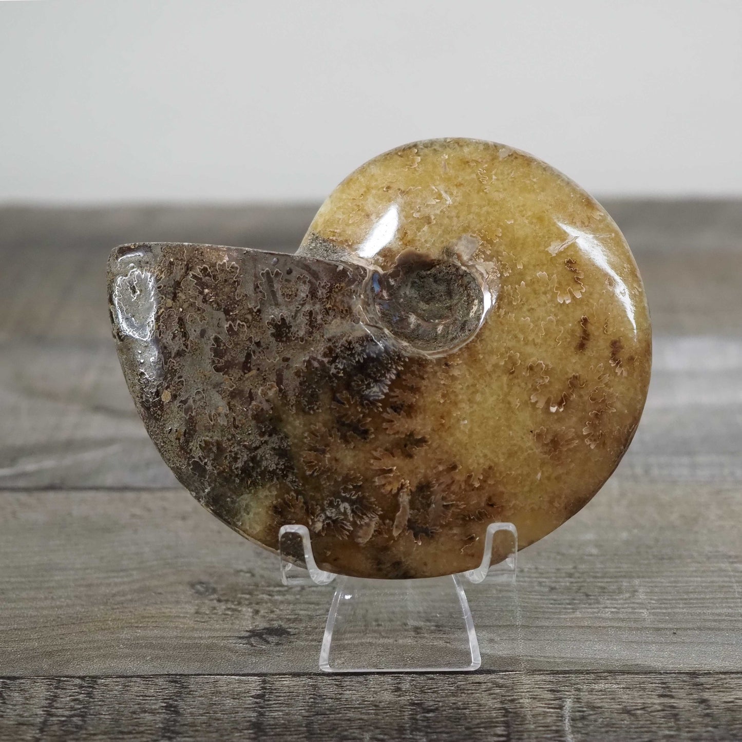 Whole Agatized Ammonite Fossil D