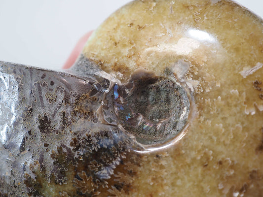 Whole Agatized Ammonite Fossil D