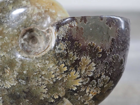 Whole Agatized Ammonite Fossil E
