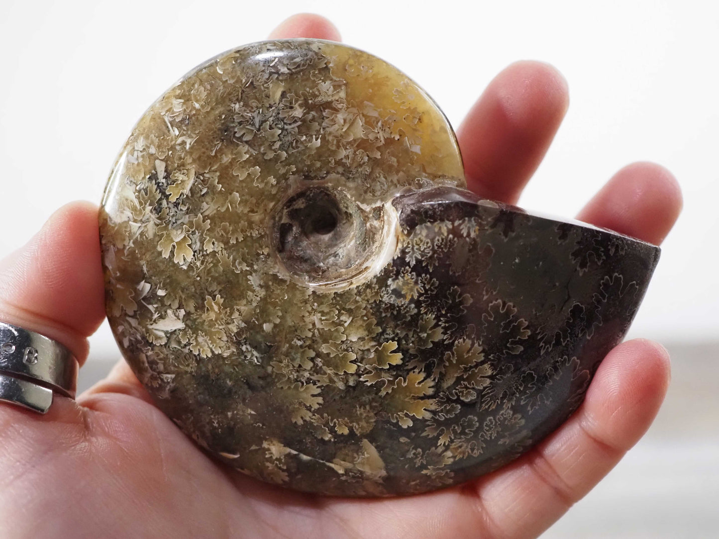 Whole Agatized Ammonite Fossil E