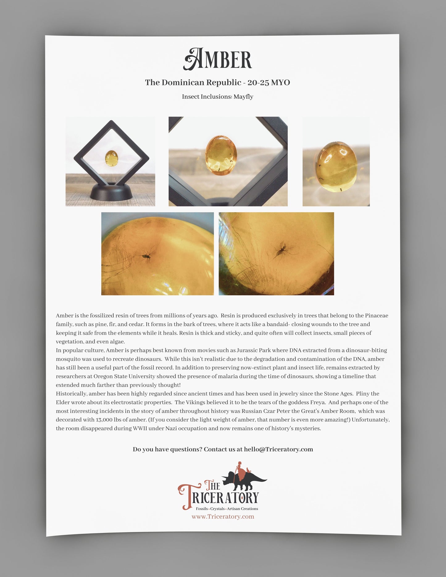 Baltic Amber AA01 with crane fly inclusion