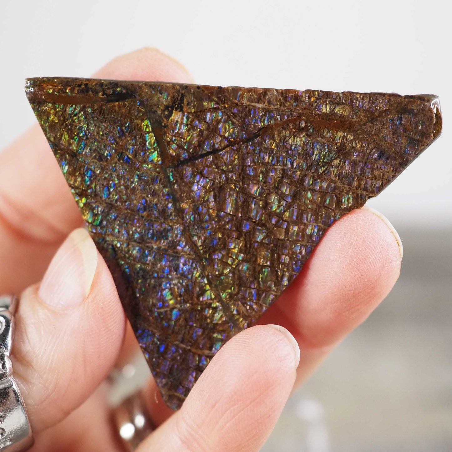 Ammolite from Alberta, Canada B