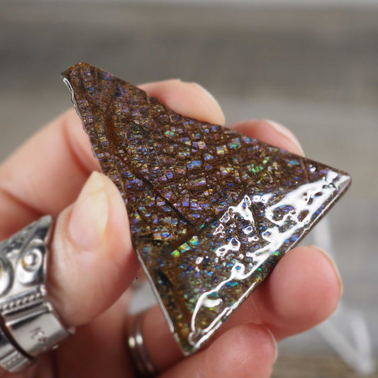 Ammolite from Alberta, Canada B
