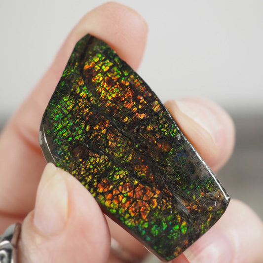 Ammolite from Alberta, Canada C