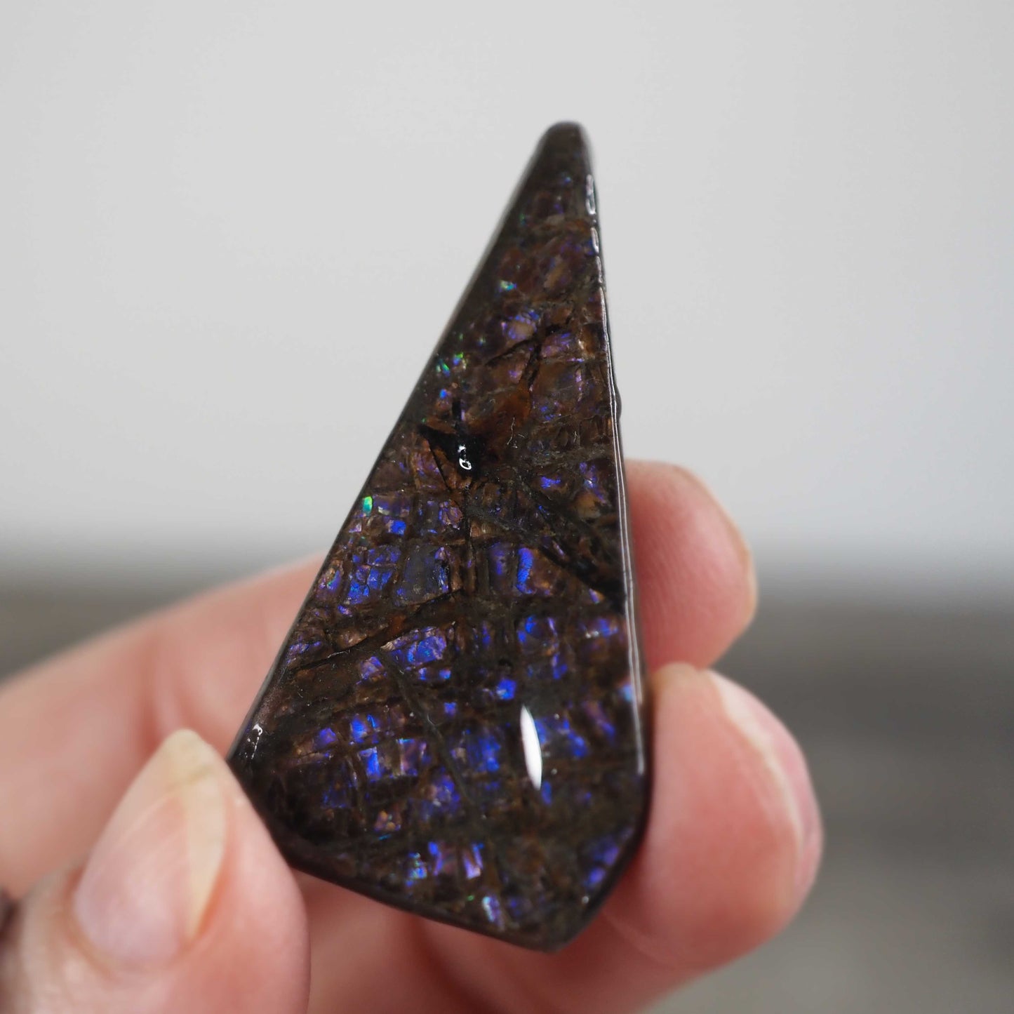 Ammolite from Alberta, Canada D