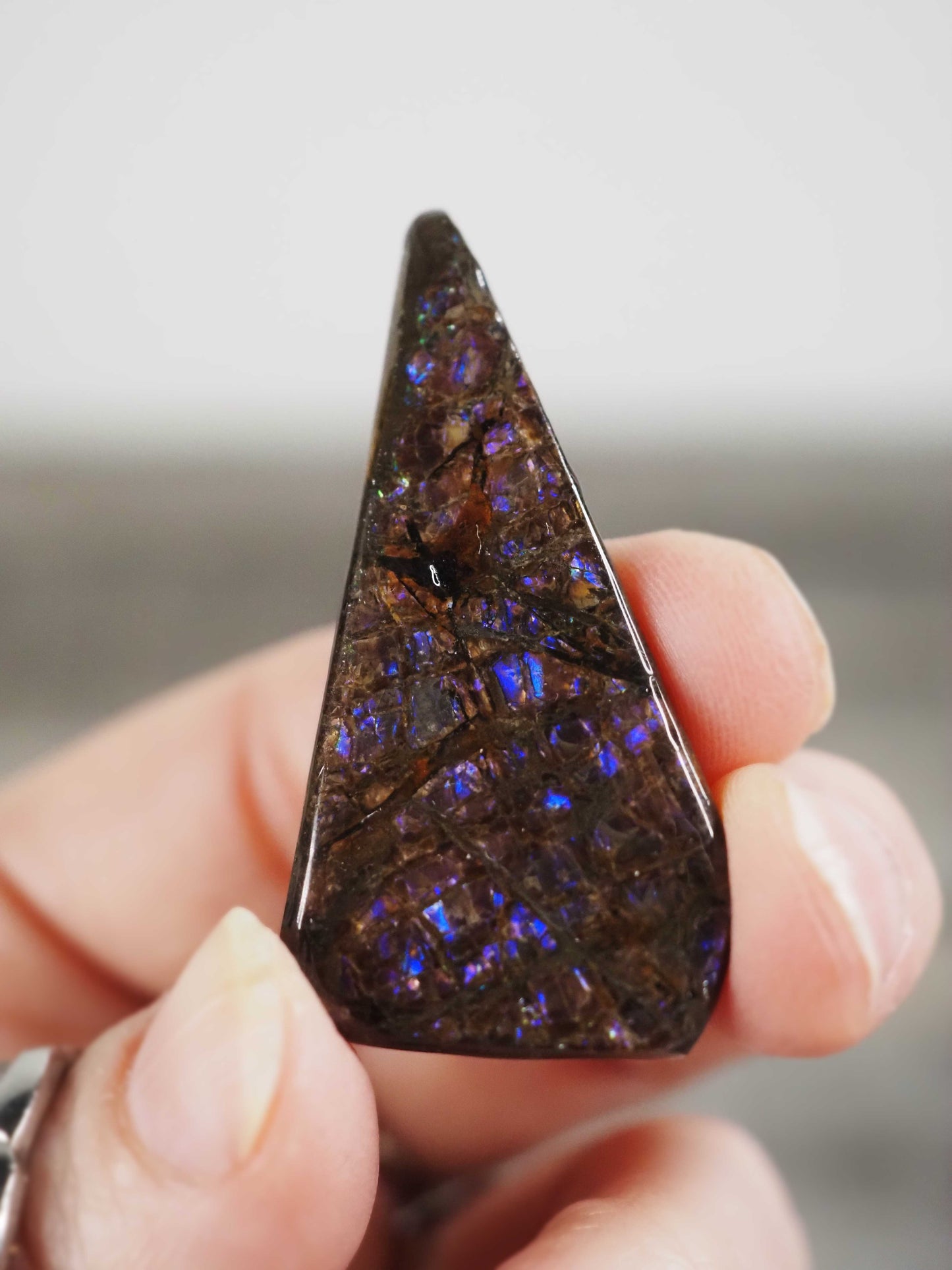 Ammolite from Alberta, Canada D