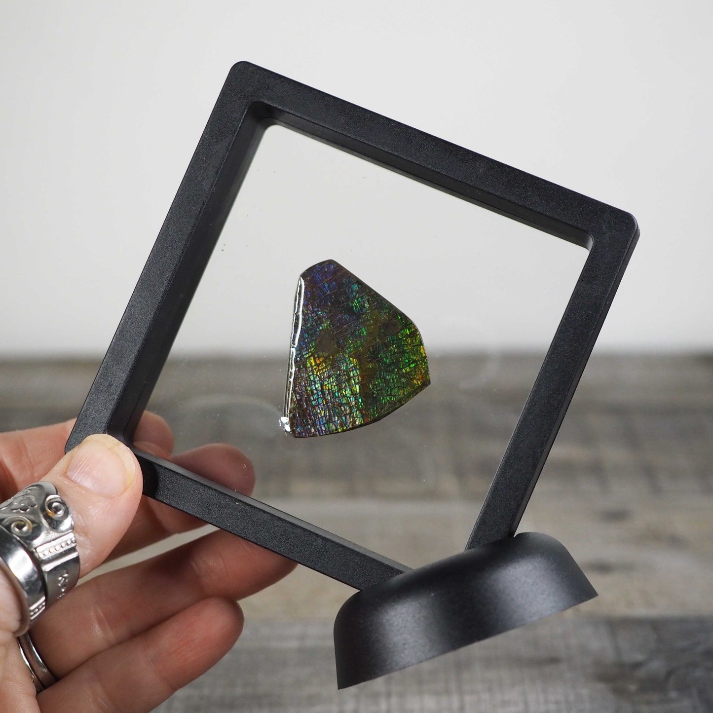 Ammolite from Alberta, Canada E
