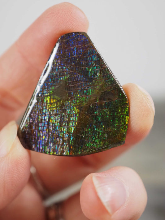 Ammolite from Alberta, Canada E