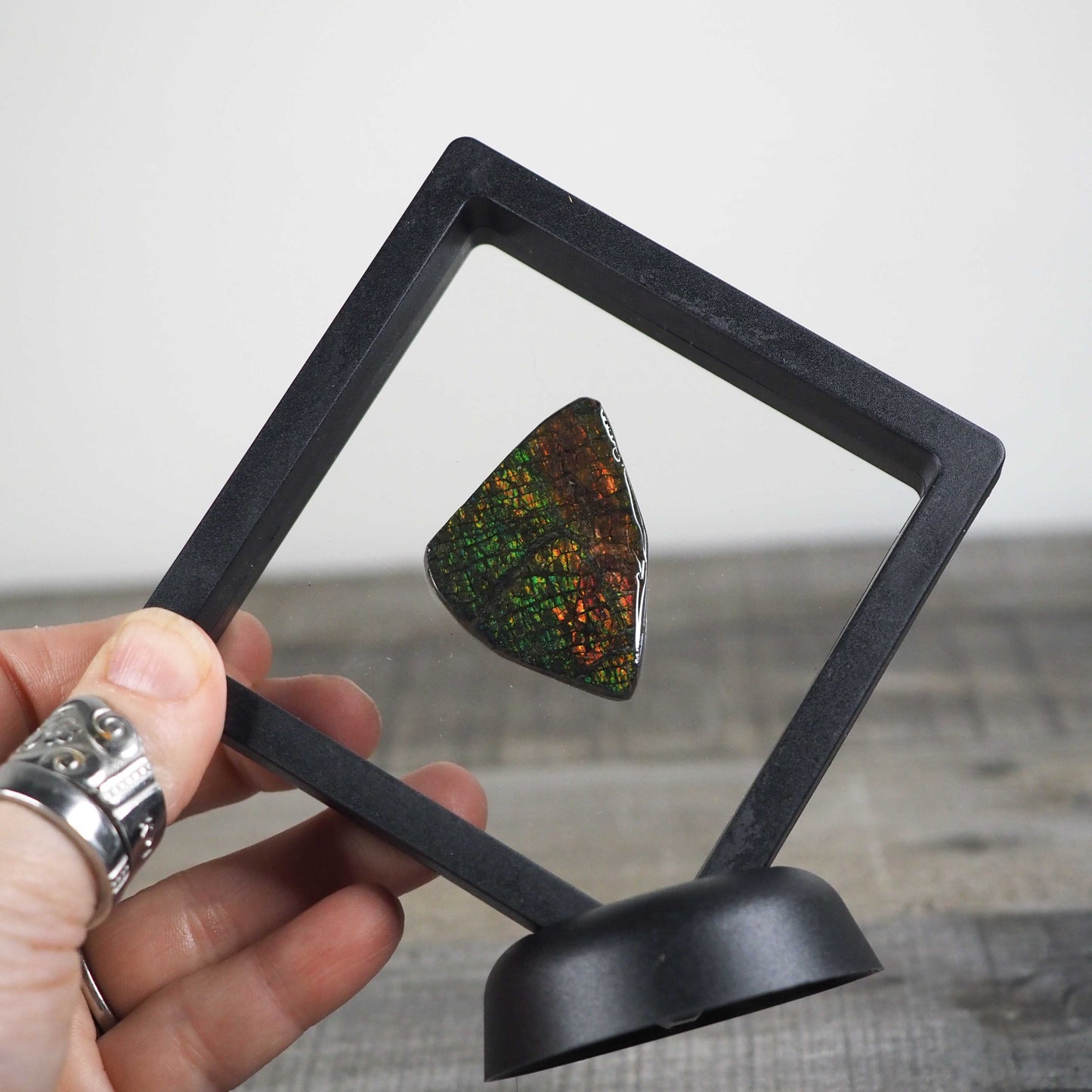 Ammolite from Alberta, Canada F