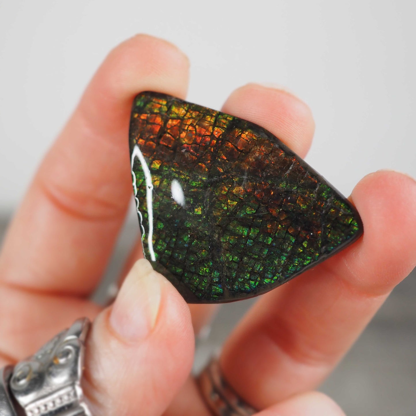 Ammolite from Alberta, Canada F