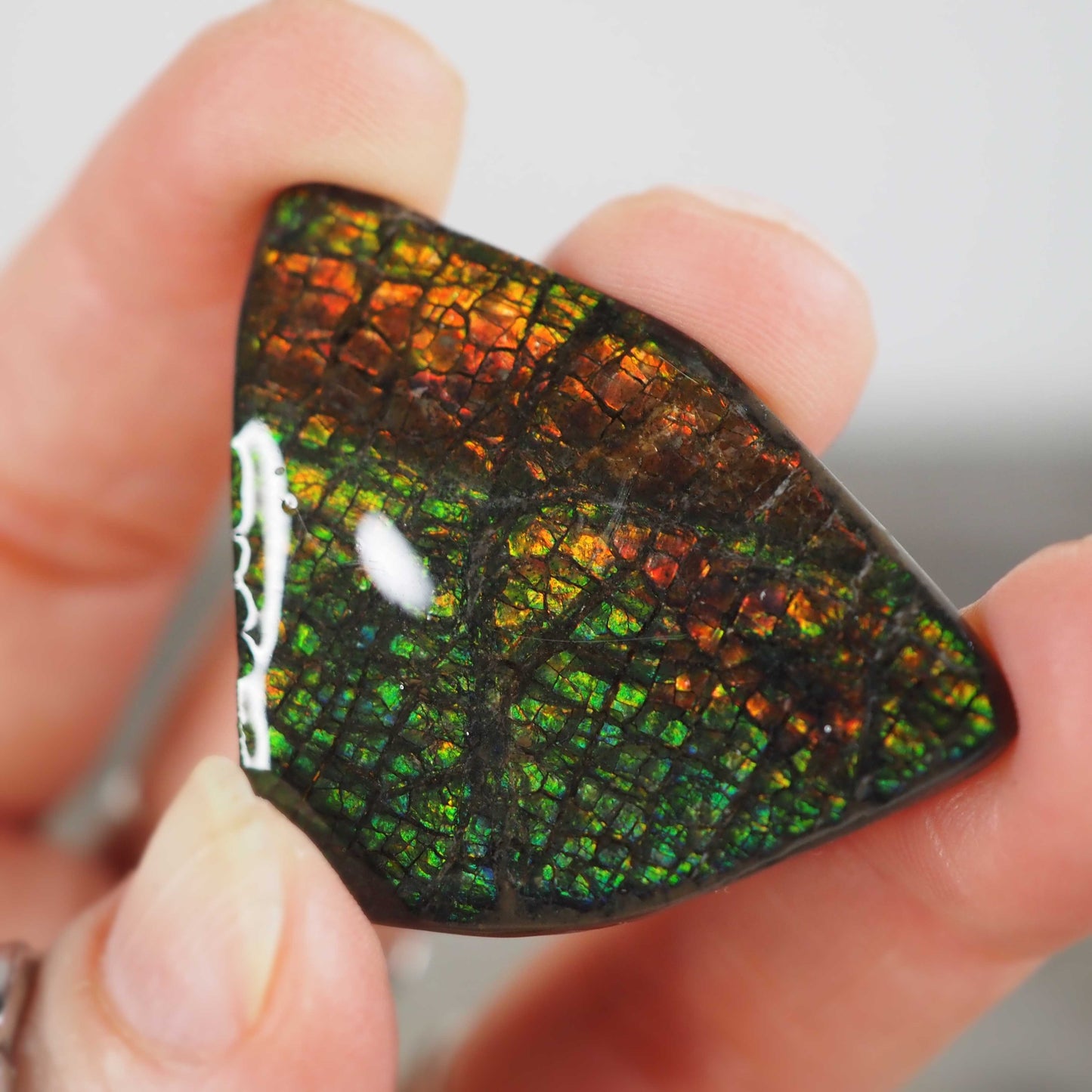 Ammolite from Alberta, Canada F