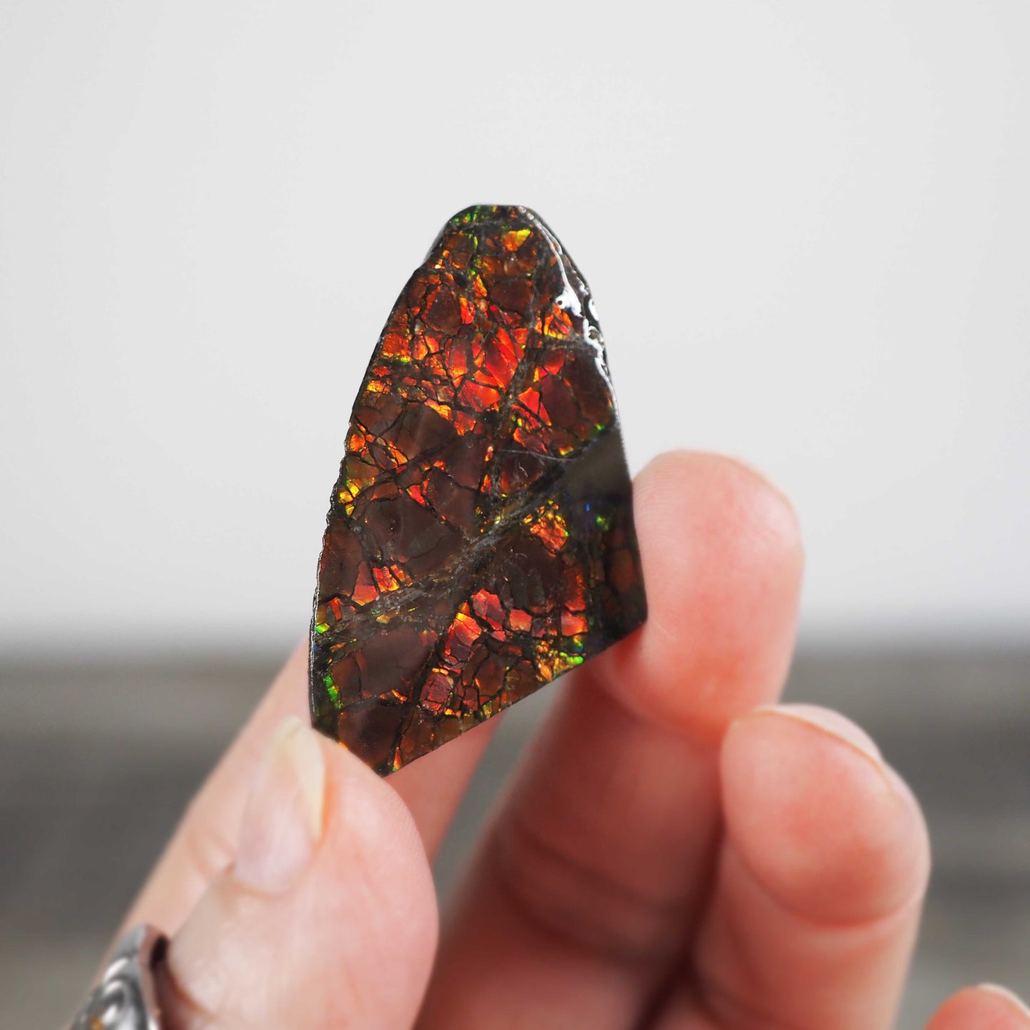Ammolite from Alberta, Canada G