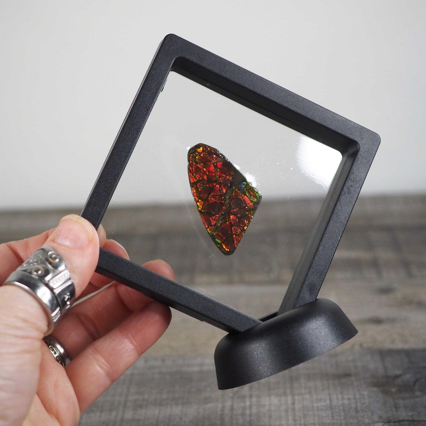 Ammolite from Alberta, Canada G