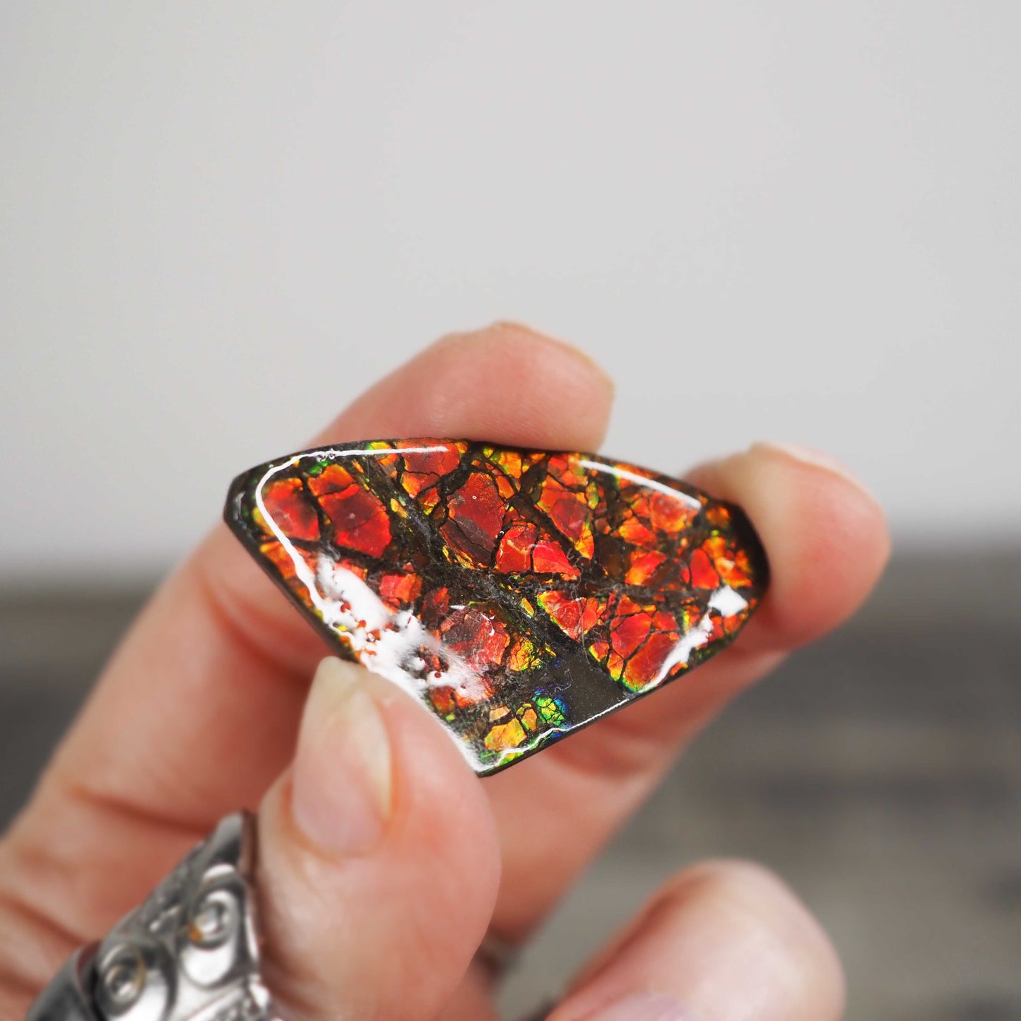 Ammolite from Alberta, Canada G