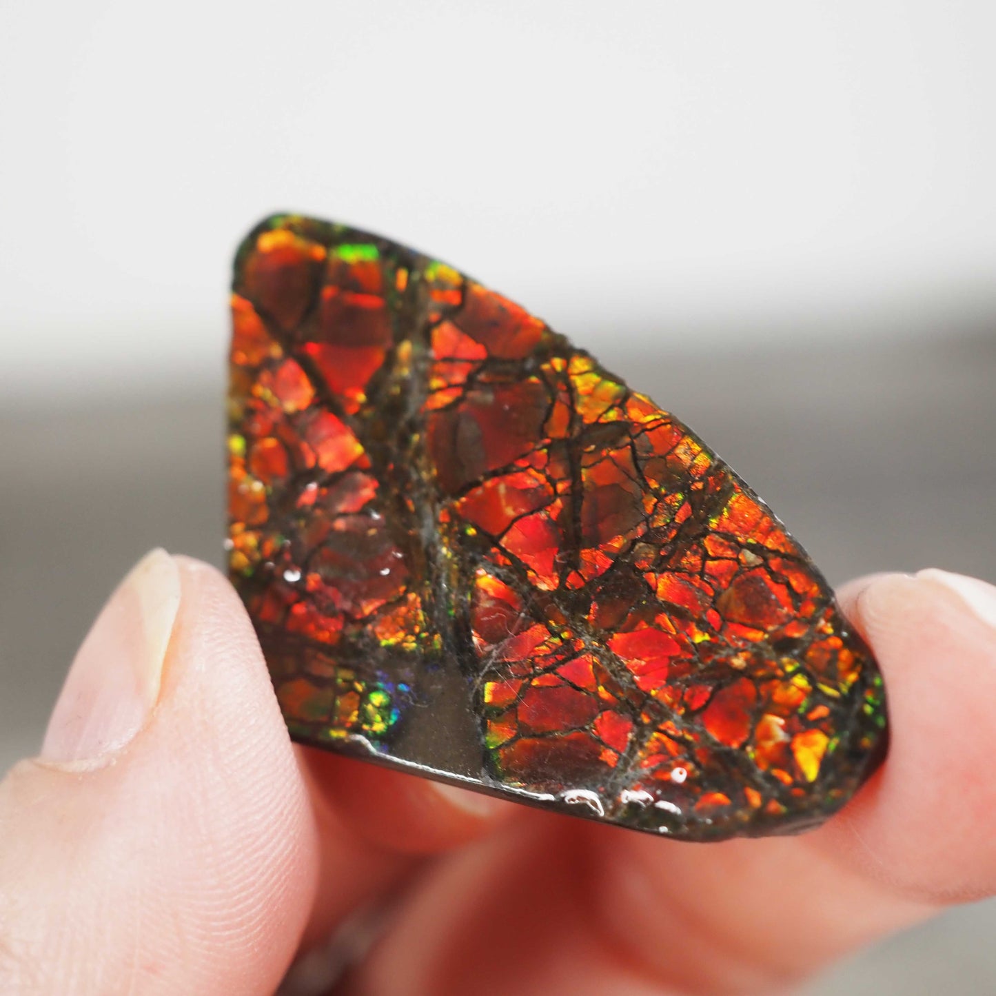 Ammolite from Alberta, Canada G