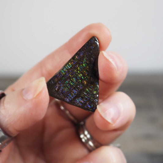 Ammolite from Alberta, Canada H