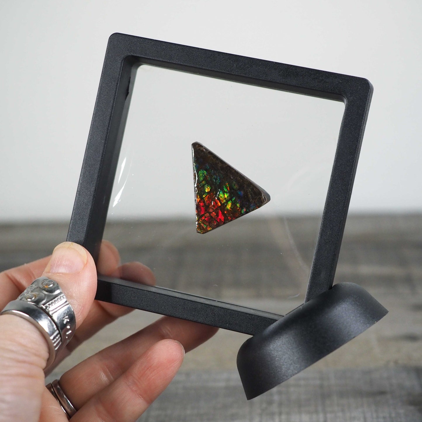 Ammolite from Alberta, Canada I