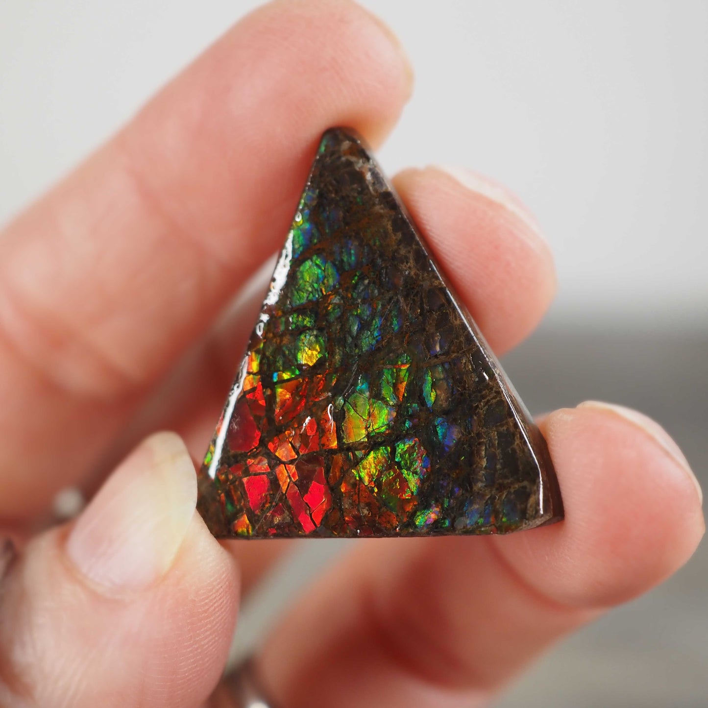 Ammolite from Alberta, Canada I