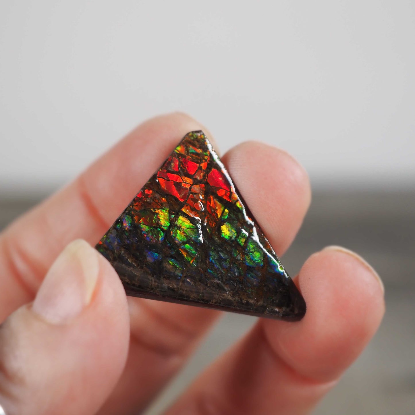 Ammolite from Alberta, Canada I