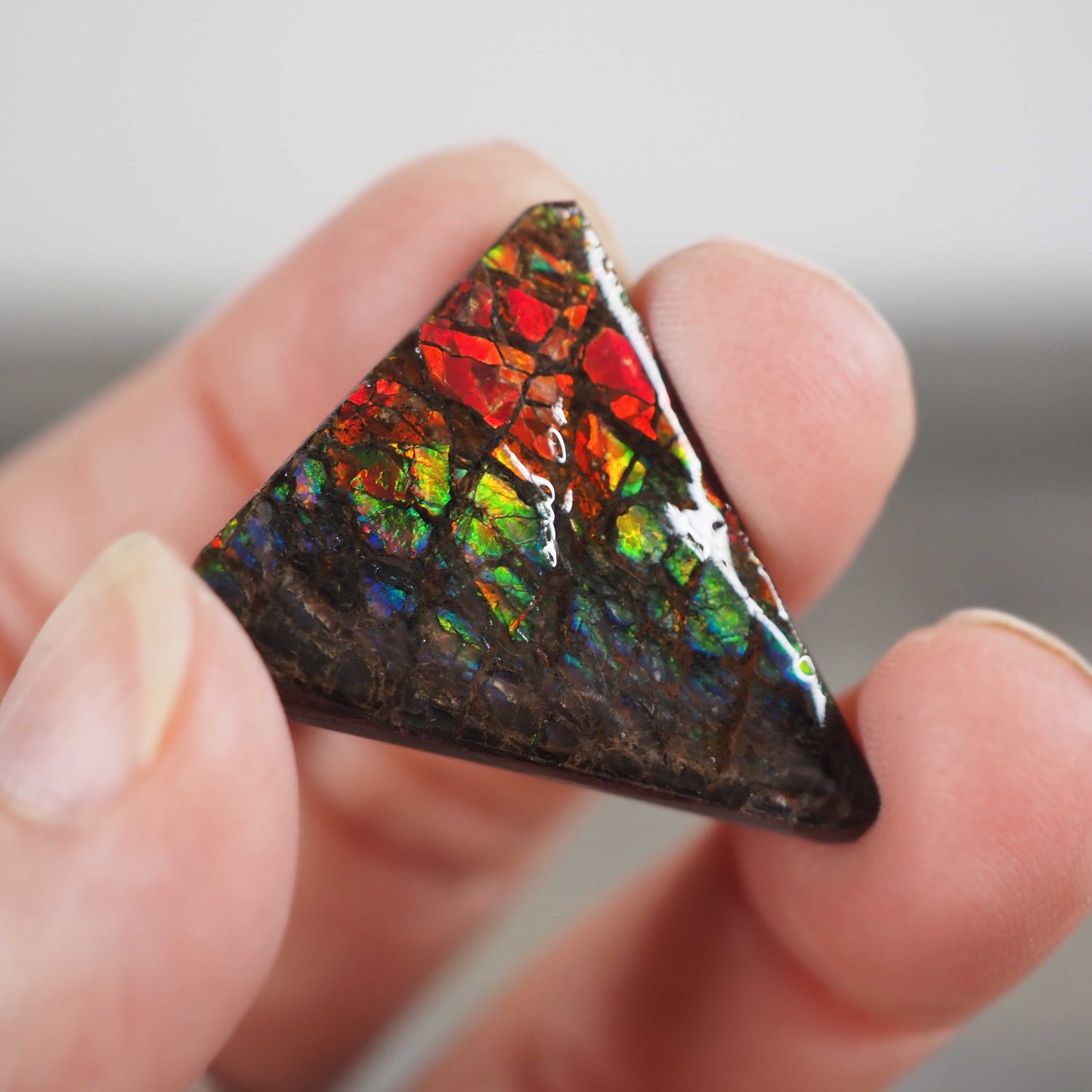 Ammolite from Alberta, Canada I