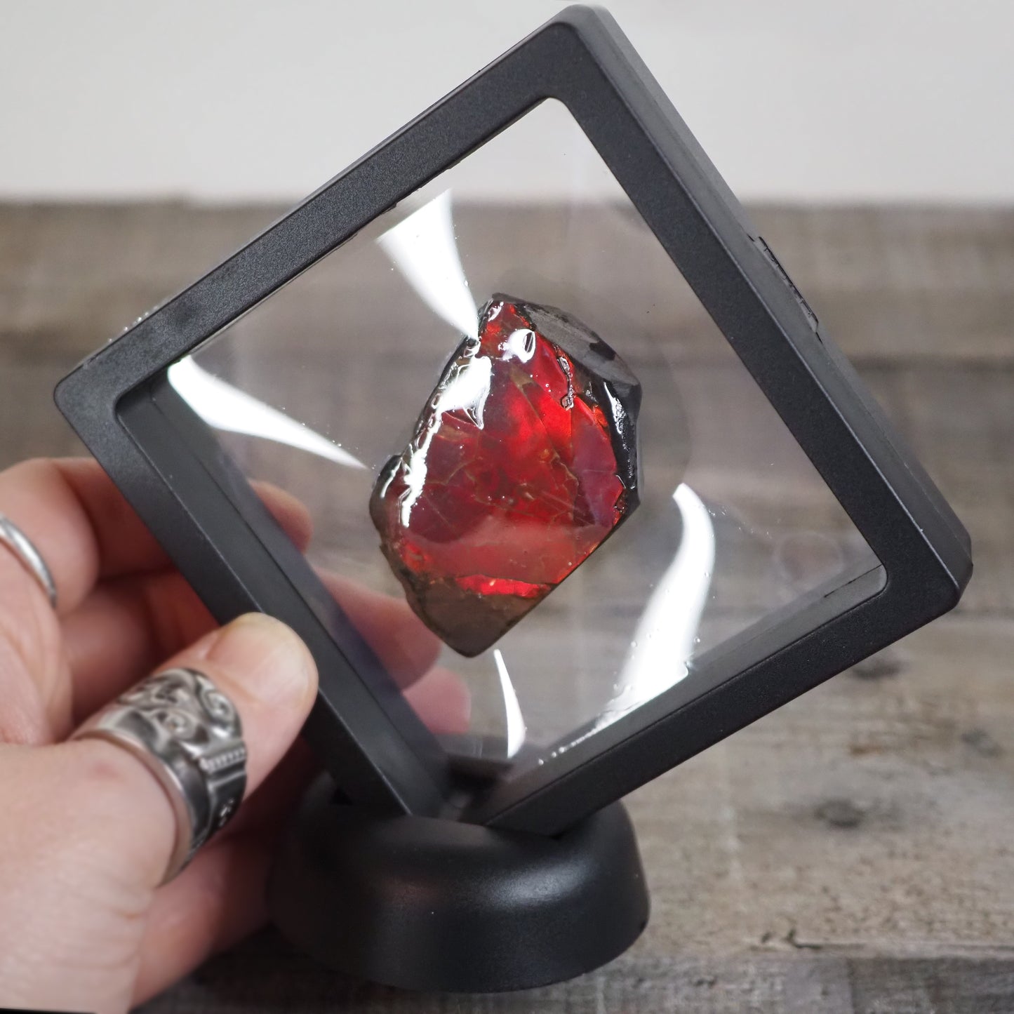 Ammolite from Alberta, Canada AA01