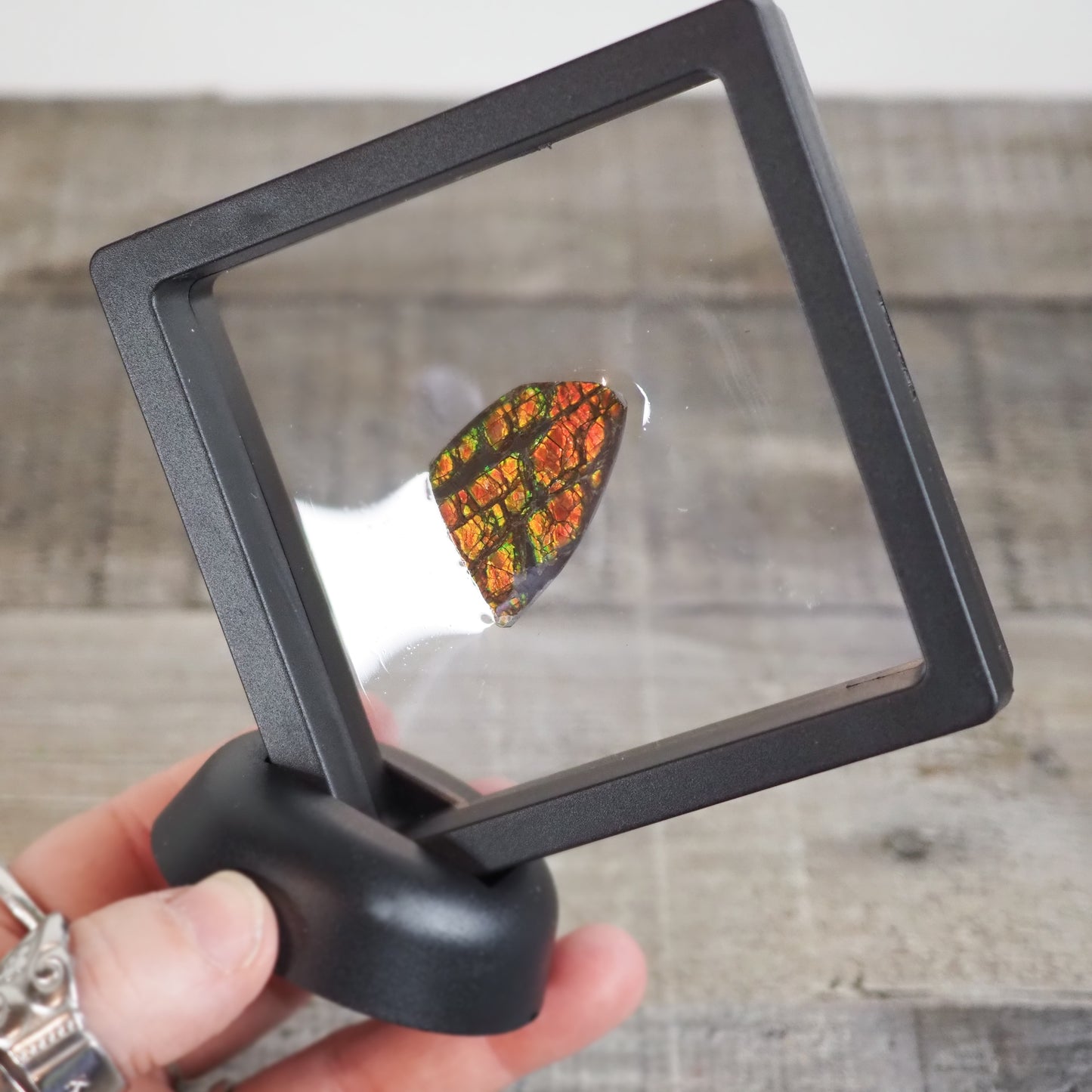 Ammolite from Alberta, Canada AA03