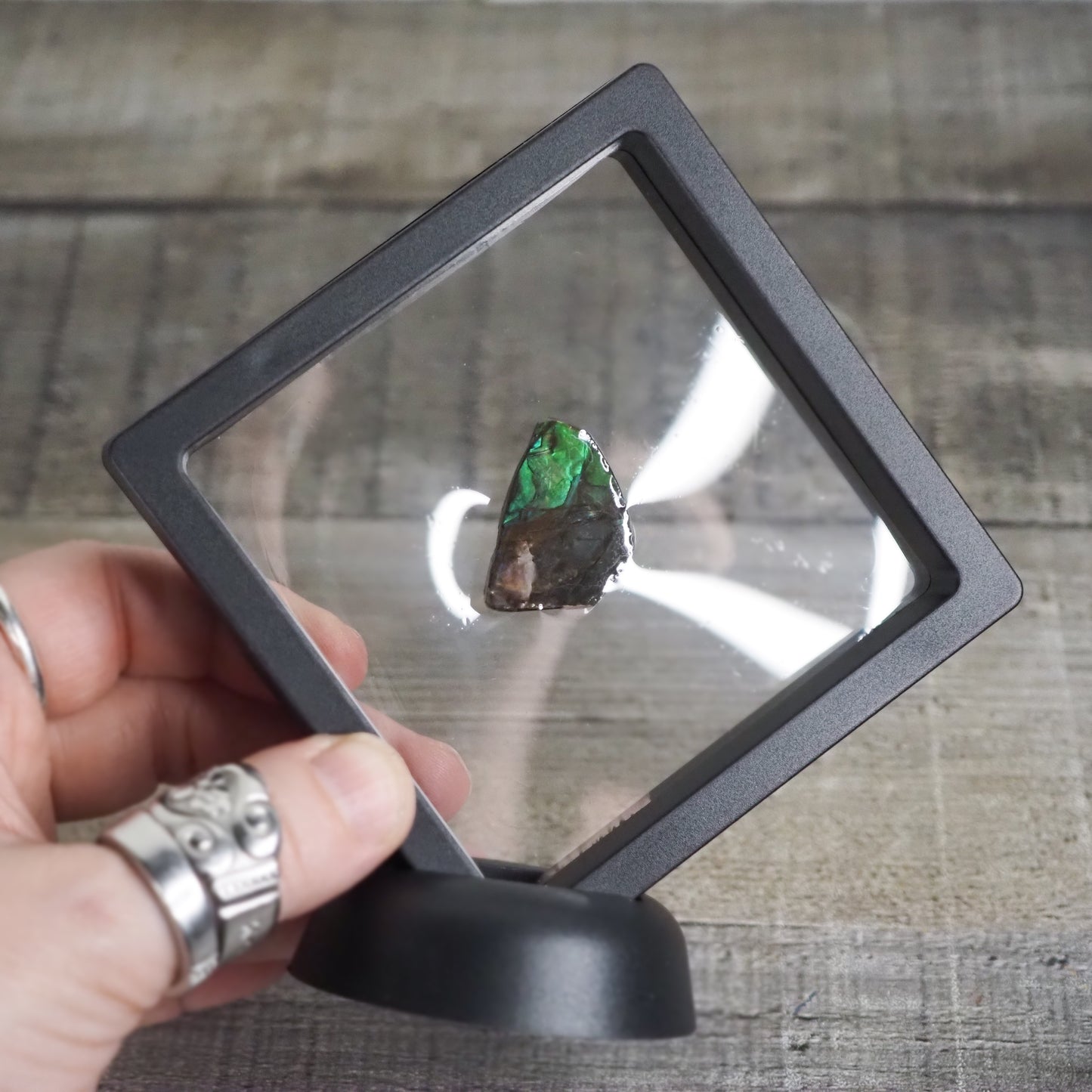 Ammolite from Alberta, Canada AA07