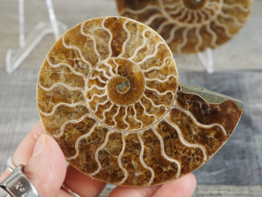 Agatized Ammonite Fossil Pair AA02