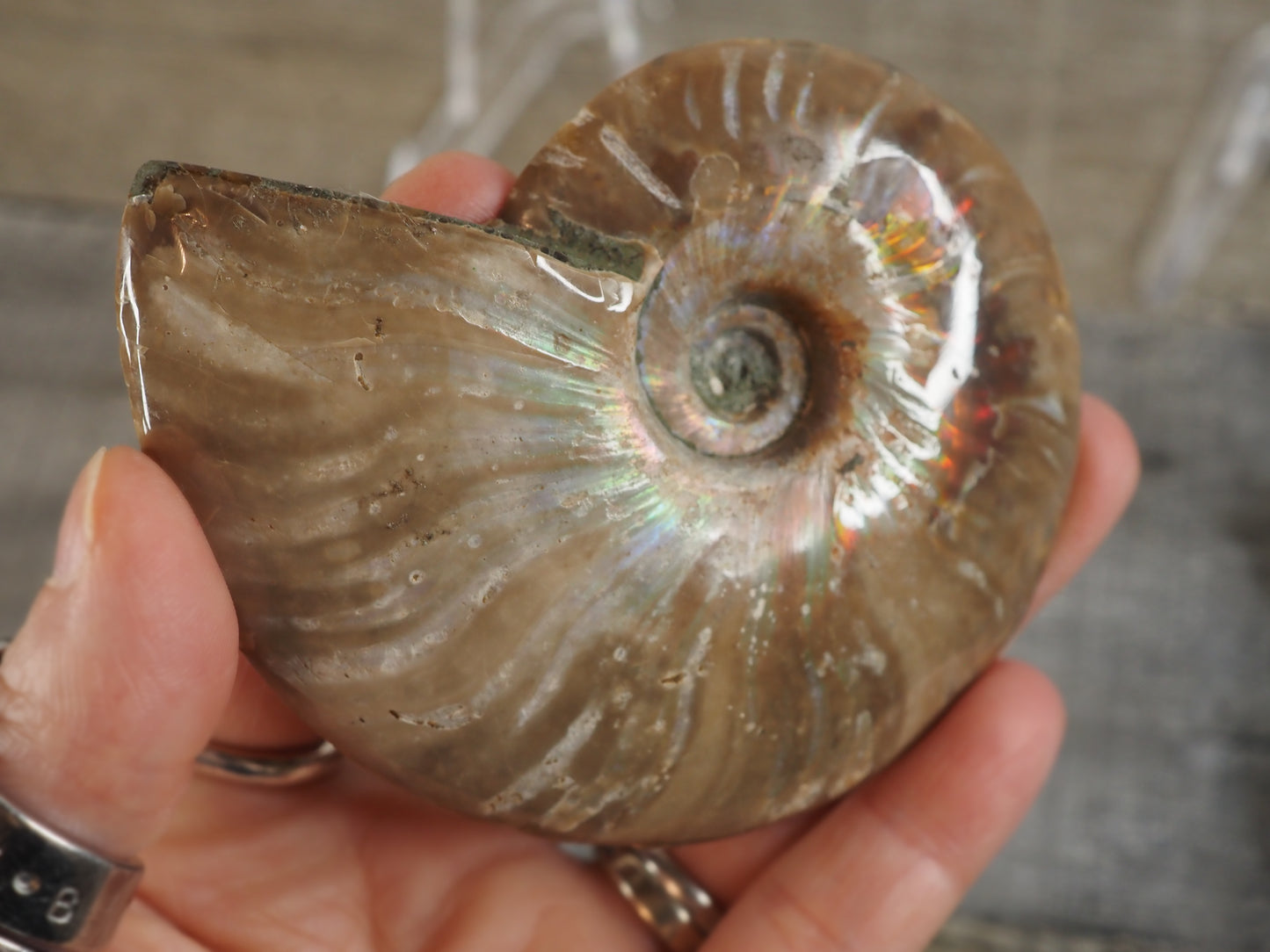 Agatized Ammonite Fossil Pair AA02