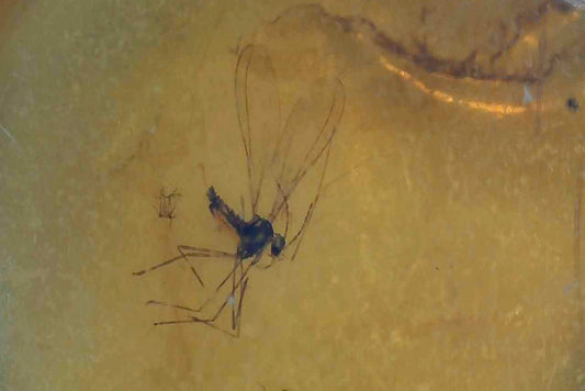 Baltic Amber AA01 with crane fly inclusion