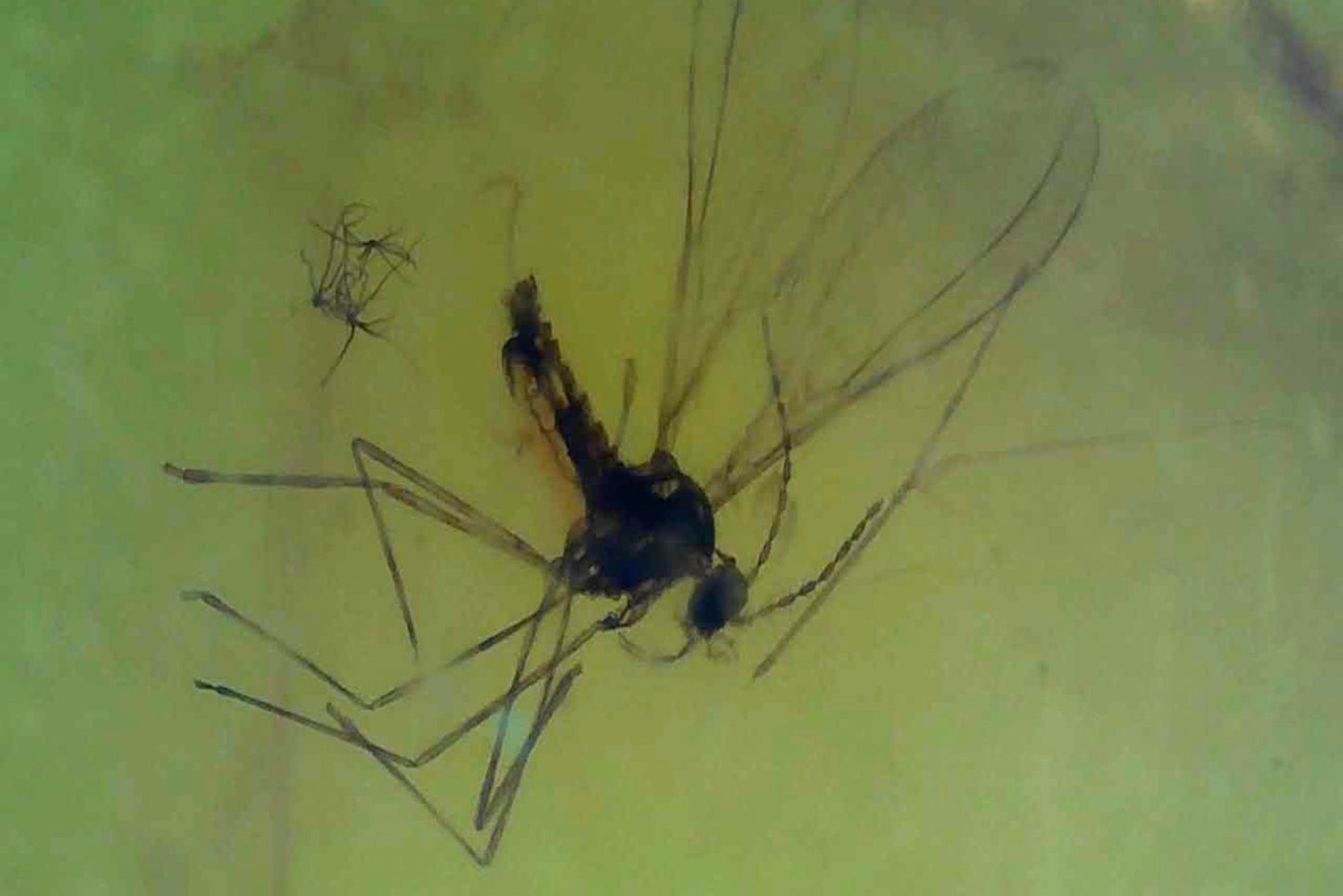 Baltic Amber AA01 with crane fly inclusion