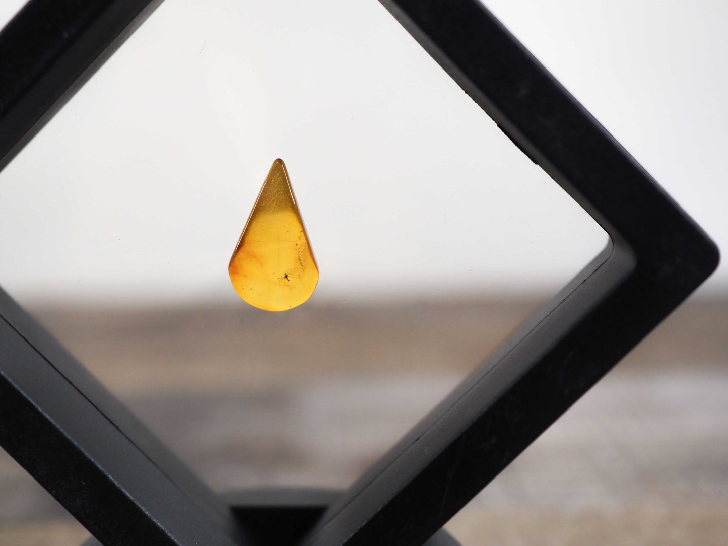 Baltic Amber AA01 with crane fly inclusion