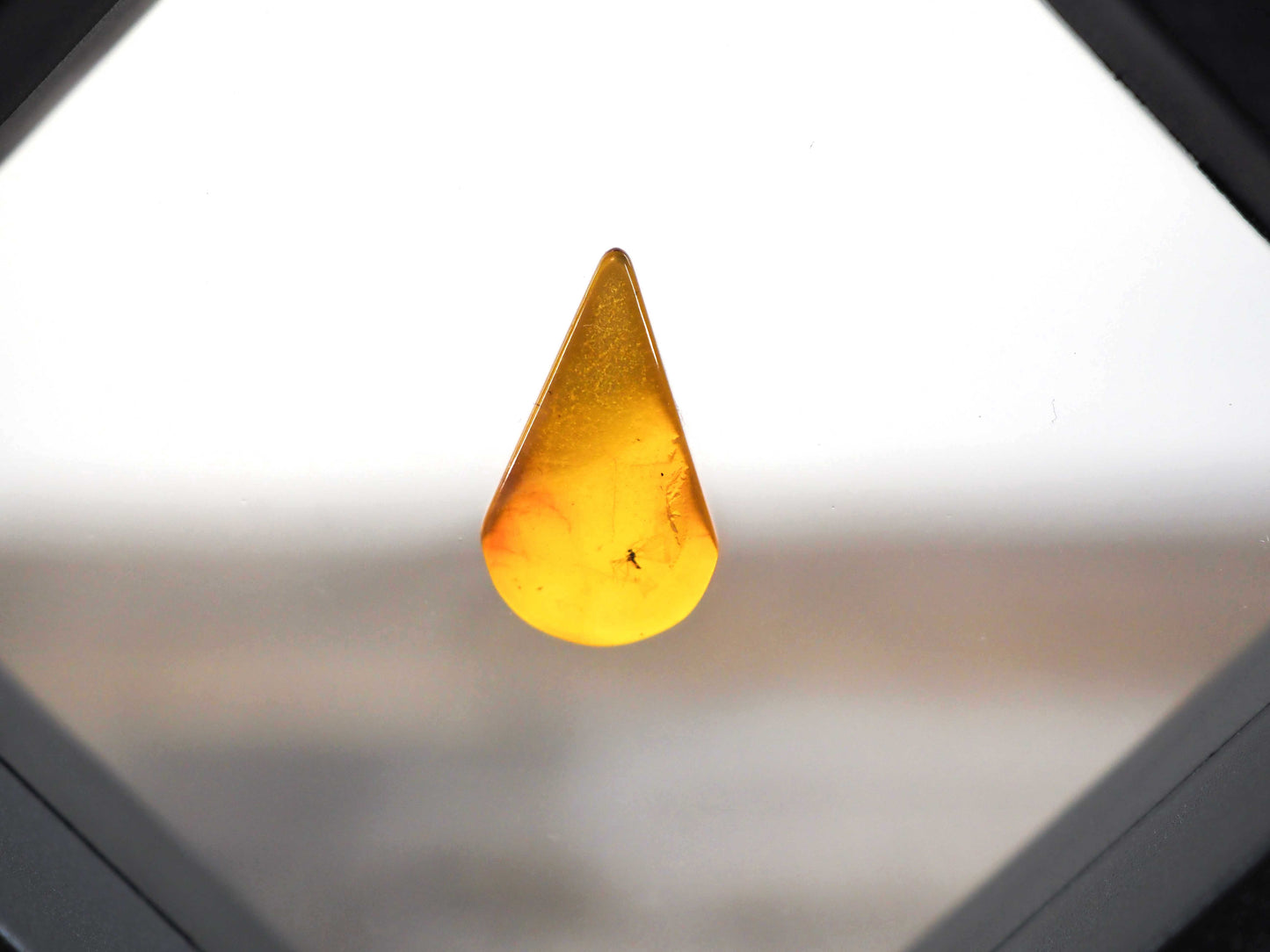 Baltic Amber AA01 with crane fly inclusion
