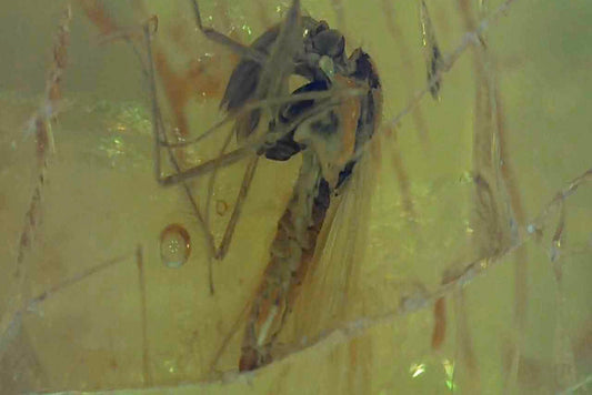 Baltic Amber AA02 with 2 Wasp Inclusions