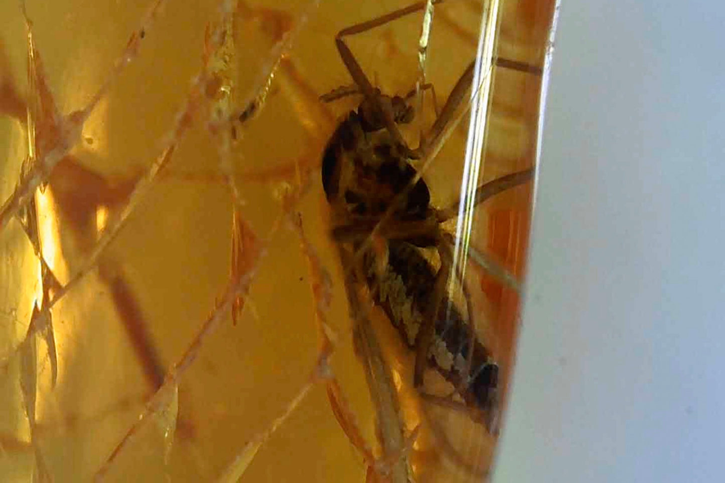 Baltic Amber AA02 with 2 Wasp Inclusions