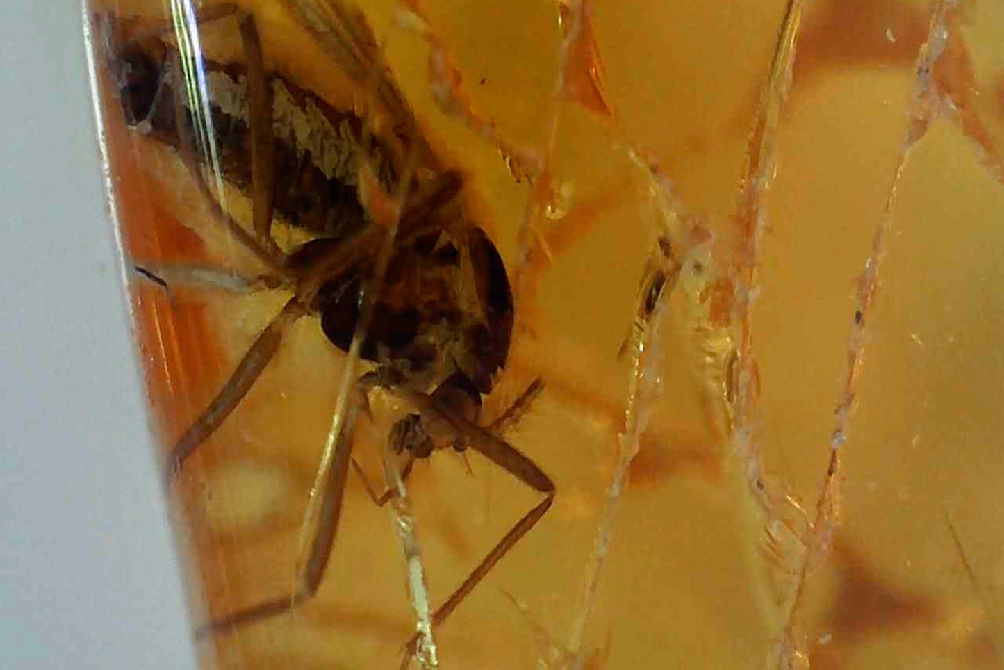 Baltic Amber AA02 with 2 Wasp Inclusions