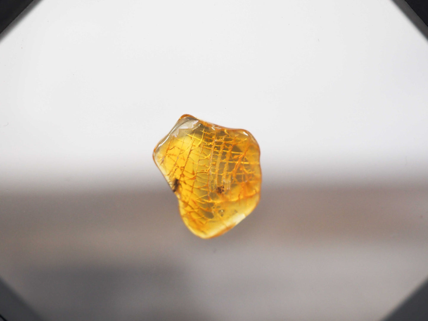 Baltic Amber AA02 with 2 Wasp Inclusions