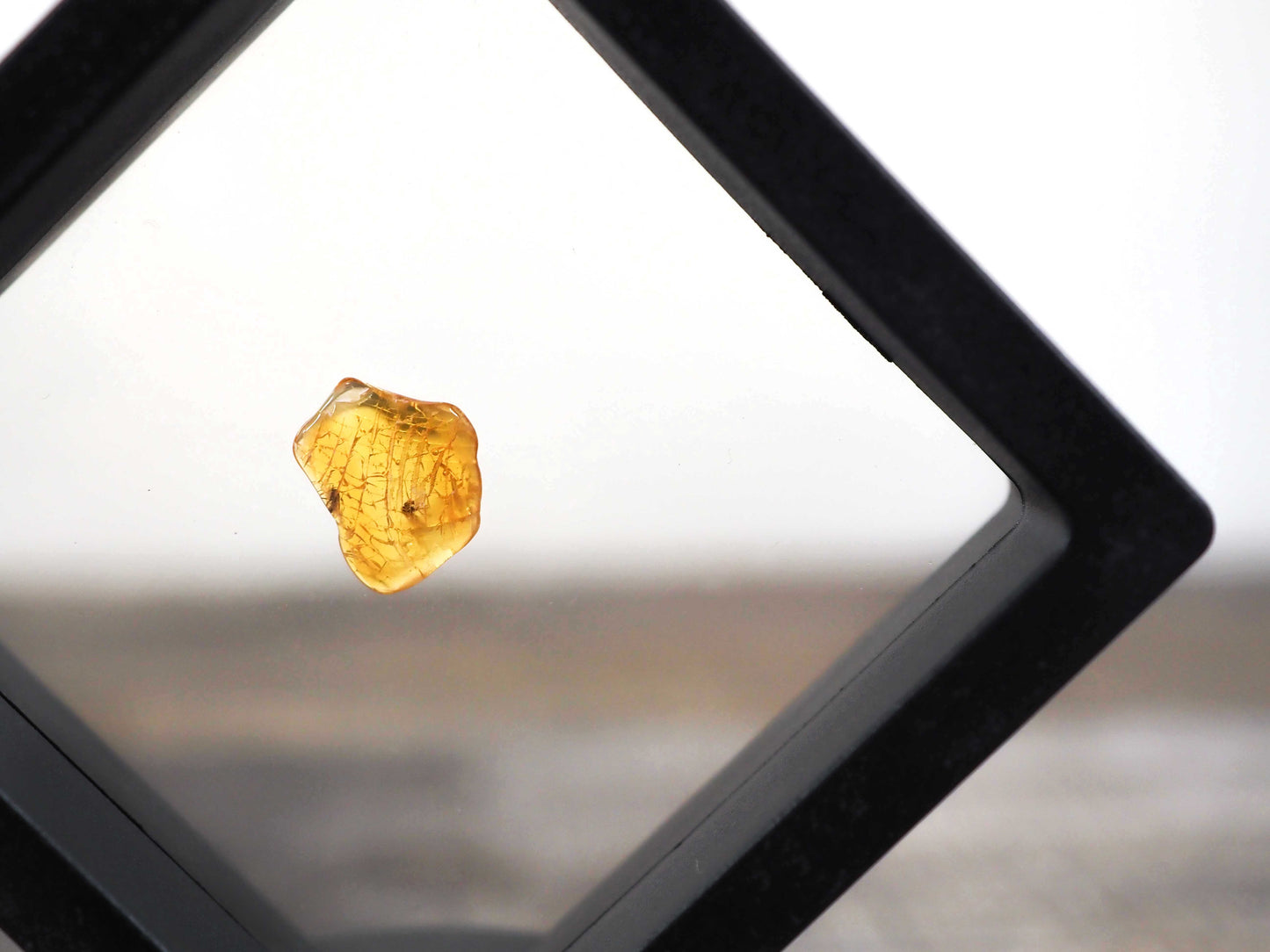Baltic Amber AA02 with 2 Wasp Inclusions