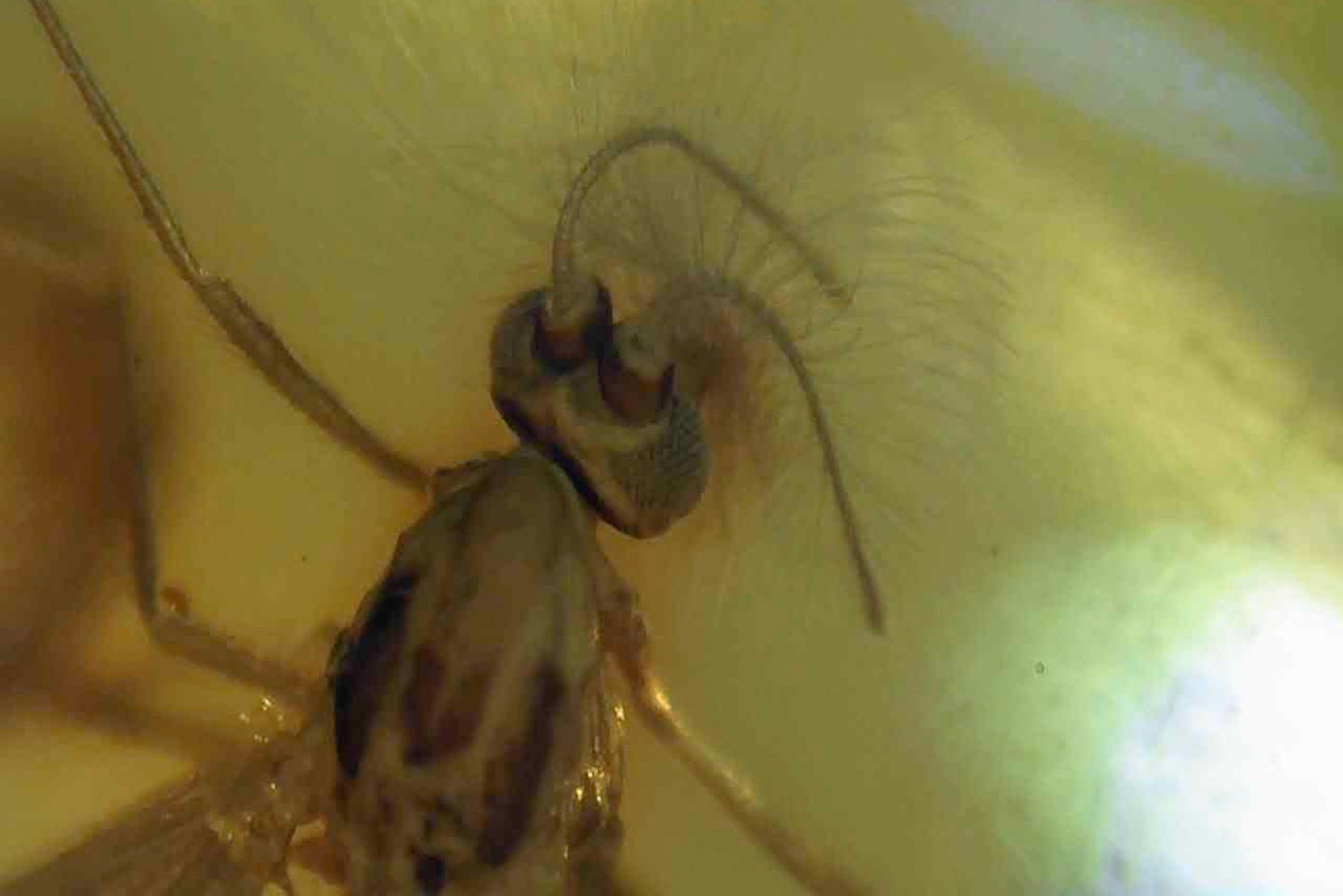 Baltic Amber AA03 with Beetle inclusion