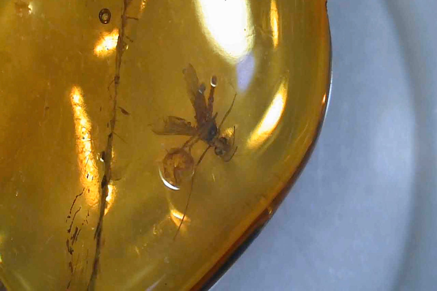 Baltic Amber AA03 with Beetle inclusion