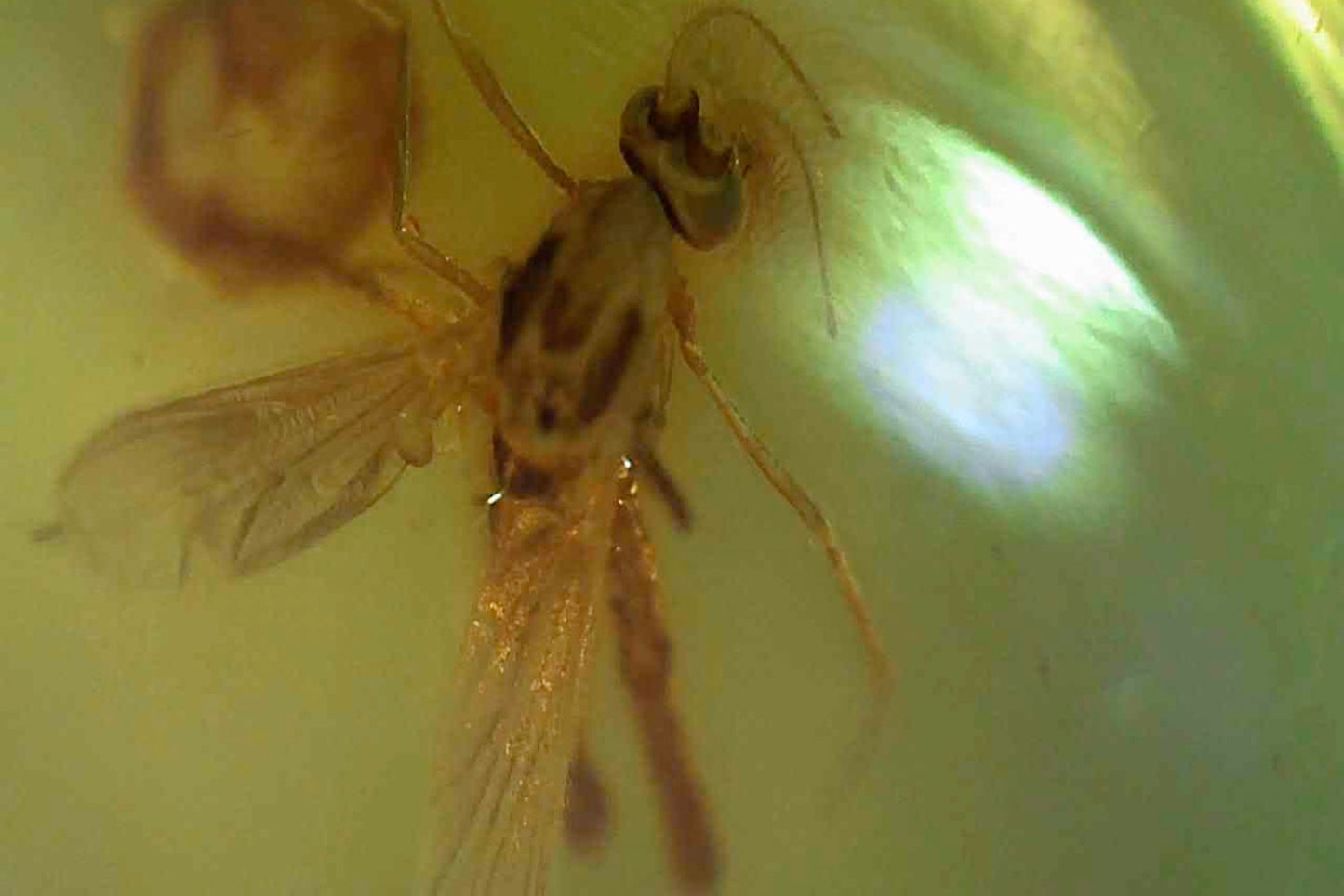 Baltic Amber AA03 with Beetle inclusion