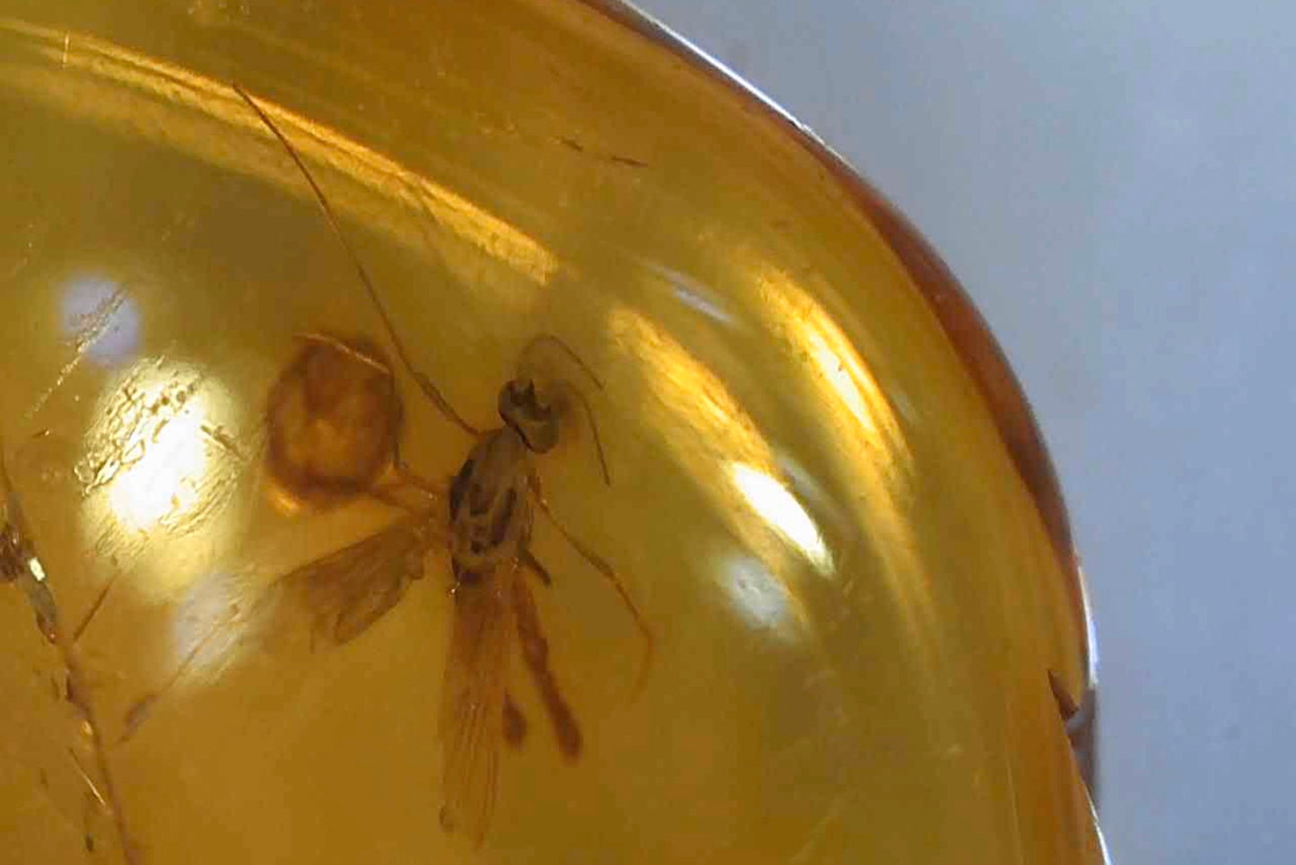 Baltic Amber AA03 with Beetle inclusion