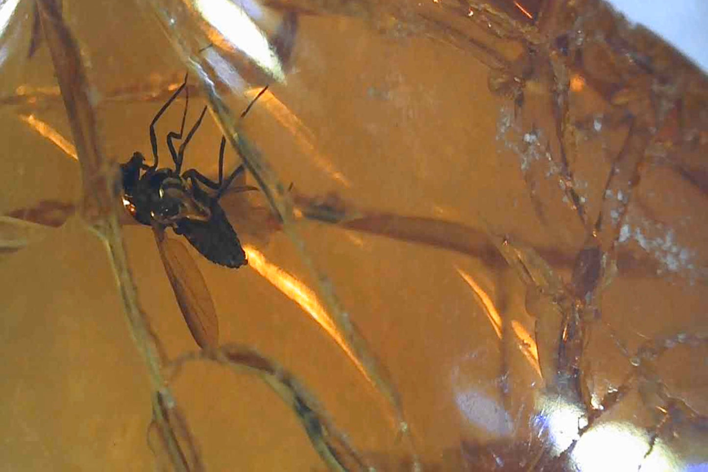 Baltic Amber AA04 with Wasp inclusion