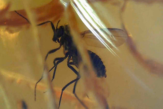 Baltic Amber AA04 with Wasp inclusion