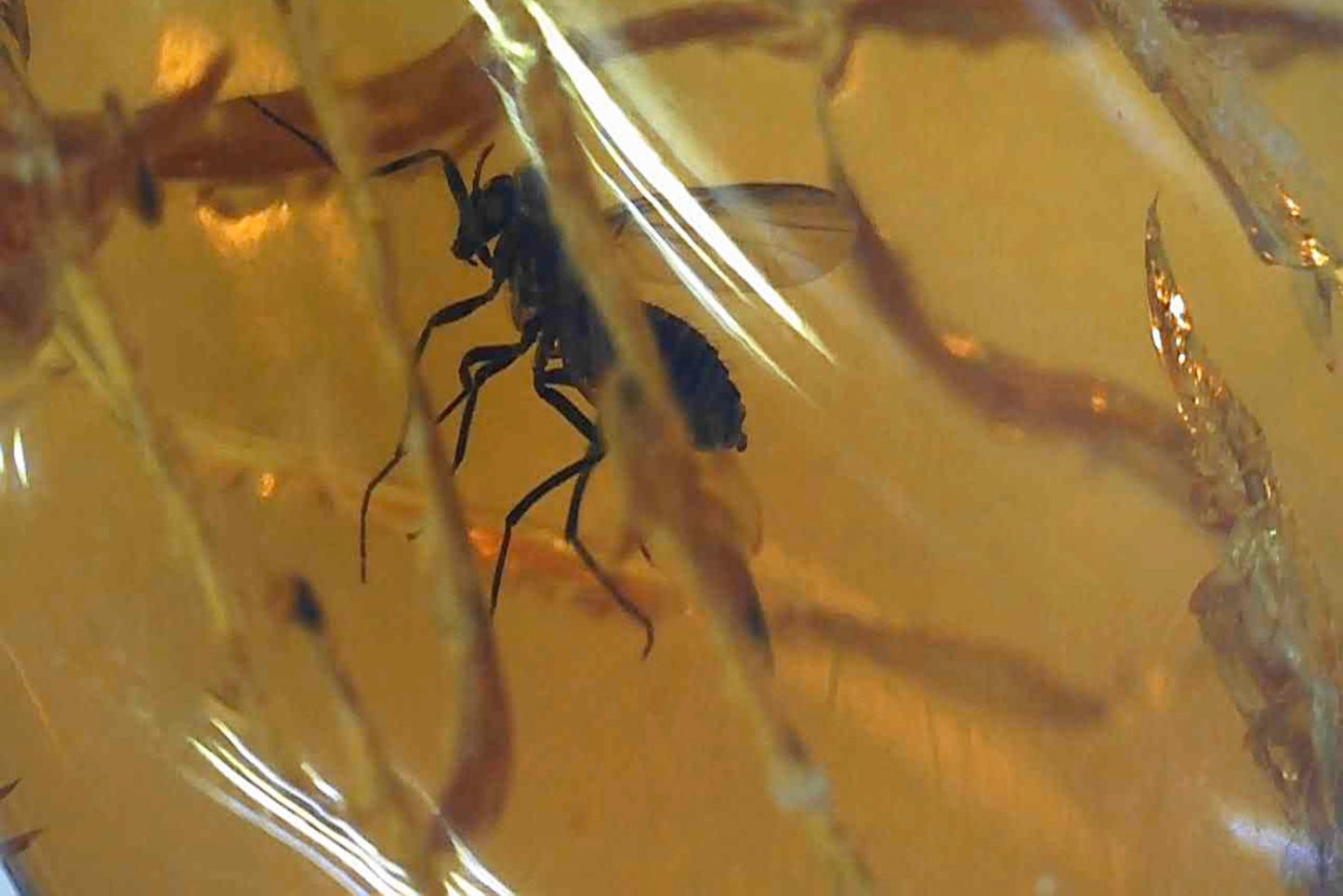 Baltic Amber AA04 with Wasp inclusion