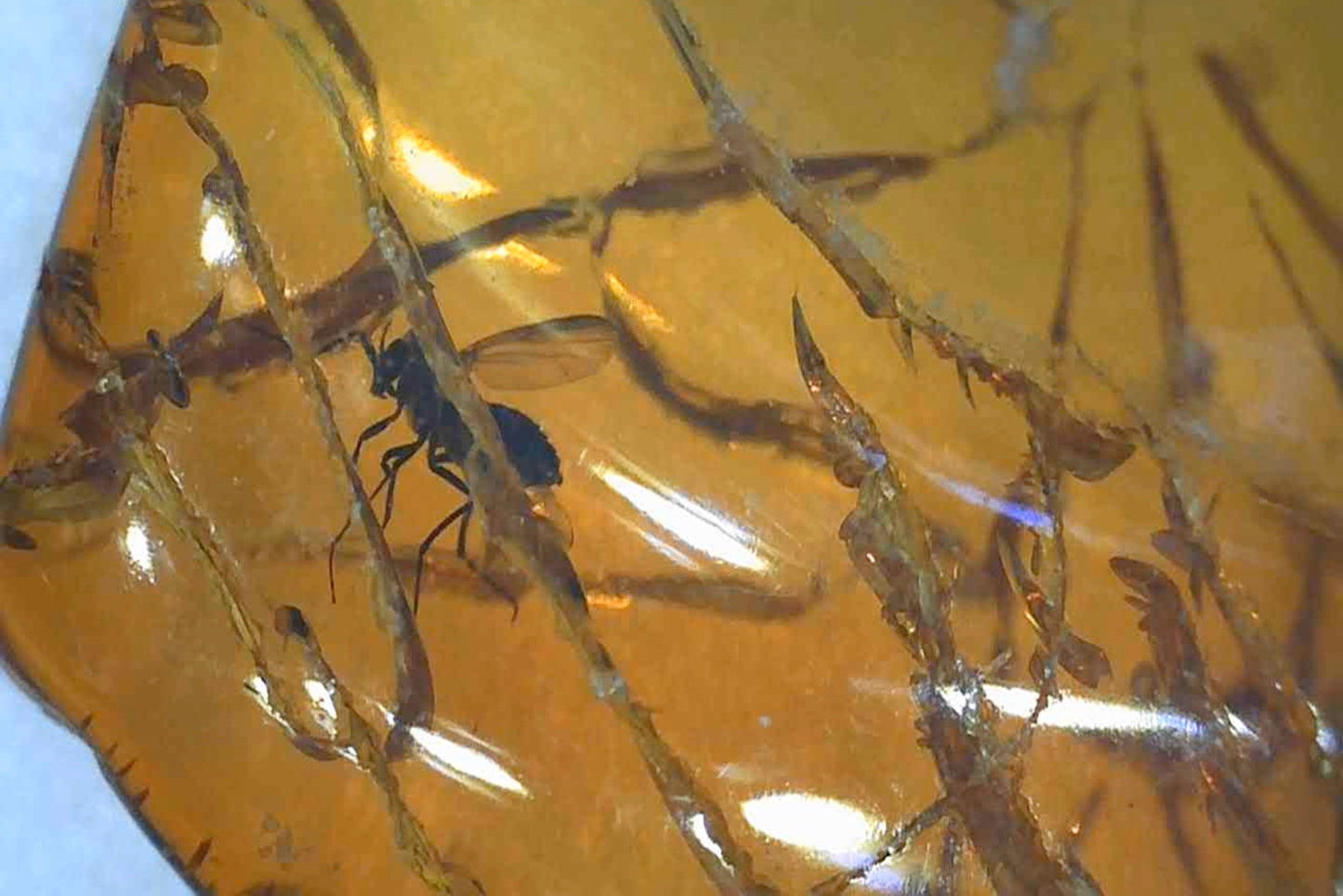 Baltic Amber AA04 with Wasp inclusion