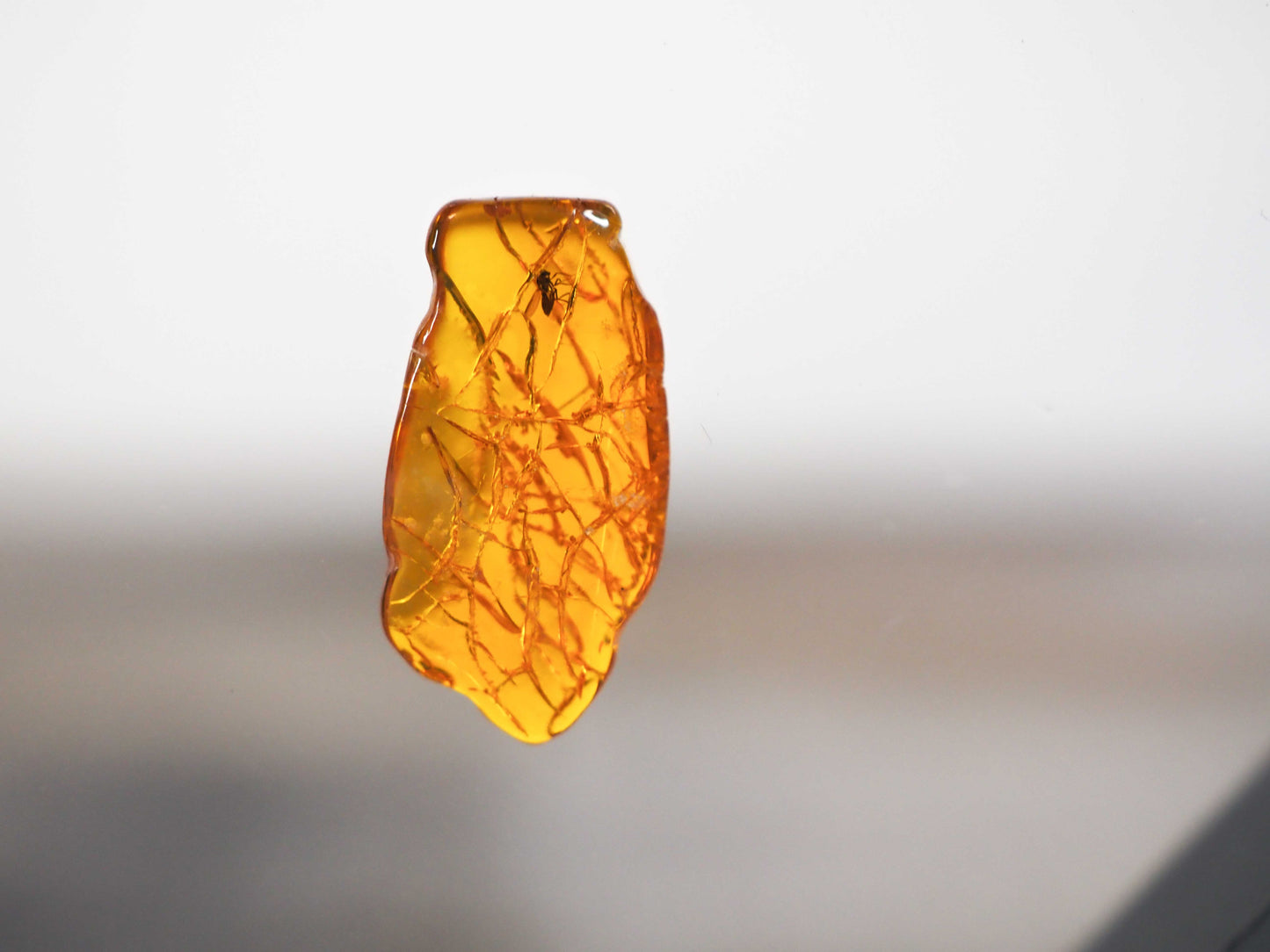 Baltic Amber AA04 with Wasp inclusion