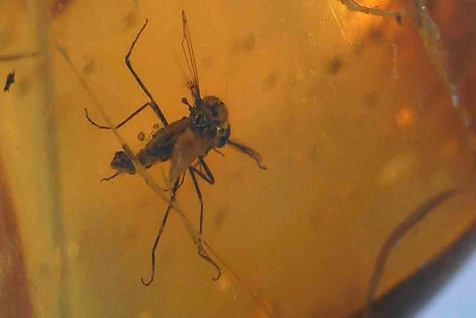 Baltic Amber AA06 with Fly inclusion